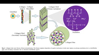 Biomineralization Part 2Collagen [upl. by Chapa]