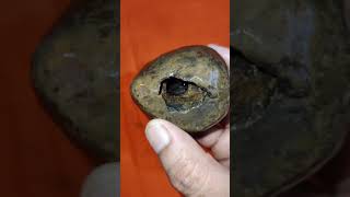 Shaligram shila ph  9883203404 [upl. by Hbahsur]