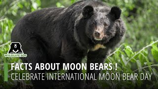 Facts About Moon Bears Celebrate International Moon Bear Day [upl. by Innoj277]