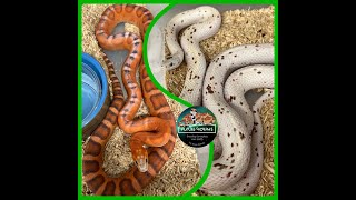 Clutch 4 Scaleless Palmetto  FutureMorphs [upl. by Kano]