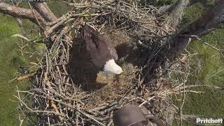 SWFL Bald Eagles 11112024 1334 [upl. by Aharon]