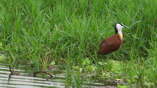 African Jacana and Common Squacco Heron [upl. by Concordia842]