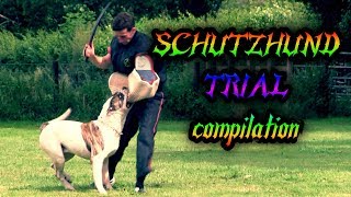 IPO Schutzhund Trial July 2017 Protection compilation DobermanBulldogGSD [upl. by Lauretta]