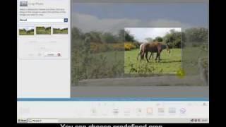 Google Picasa 3 Video 5  How to Crop an image using Google Picasa [upl. by Mcgray]