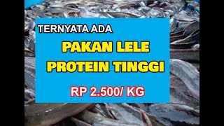 SELAMAT TINGGAL PAKAN PABRIKAN  Solusi Pakan Ternak Lele Protein Tinggi [upl. by Peery]