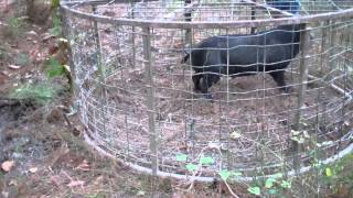 Hog trapping in Arkansas with the HawgStopper round trap part 1 [upl. by Somar]