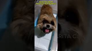 SHIH TZU PROTECT HER PUPPIES shorts t shihtzuph [upl. by Yltneb]