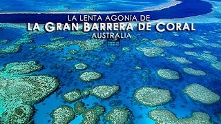 LA GRAN BARRERA DE CORAL Un milagro de la naturalezaHD13 [upl. by Favrot308]