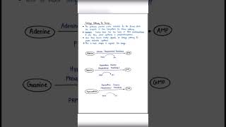 De novo synthesis of purine nucleotides… [upl. by Paloma]