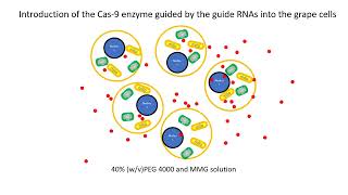 Protoplastmediated gene editing for disease resistance [upl. by Anaitsirk971]