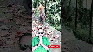 Meet the Monkey Who Ditches Legs for Handwalking Skills [upl. by Brey500]