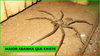 ARANHA GIGANTE  ISSO VOCÊ NÃO SABIA SOBRE ELAS [upl. by Lodnar516]