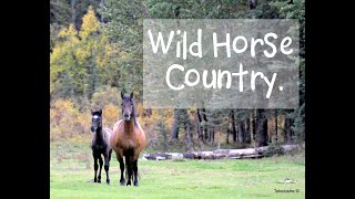 Wild Horse Country [upl. by Llerdnod]