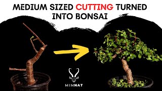 EASILY turn mediumsized cuttings into Bonsai  Spekboom  Dwarf Jade [upl. by Hnaht776]