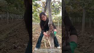 Peel Off The Old Bark Of Grapevines To Control Pest [upl. by Ruiz]