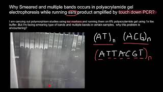 SSR markers  Touchdown PCR [upl. by Donadee]