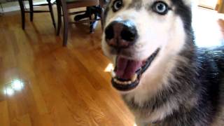 Mishka the Talking Husky Wants to Say quotI love youquot [upl. by Catrina]