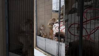 【北海道 旭山動物園】サルと友達のイノシシ！共生してます！ [upl. by Brandtr]