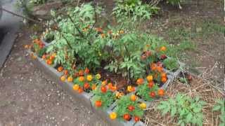 Marigolds Mycorrhiza amp Tomatoes [upl. by Hamford]