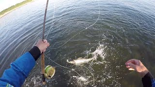 Timing is Everything Montauk Surf Fly Fishing Bass and Blues [upl. by Lanza]