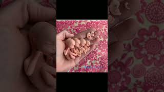 foetus development stages inside mother womb 🤰knowledge medical easylearning shortvideo share [upl. by Darbie]