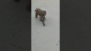 Gajodhar sankta viralshorts comedy funny fun viralvideo hanuman sena 😂😂🤪🤪🤪 [upl. by Bunker]