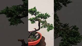 Juniper Prostrata Bonsai Tree adityastinytrees bonsai [upl. by Nordek]