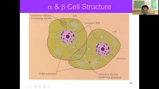 Regulation of Blood Glucose Concentration amp Cell Signalling  Lesson 148  YH Ho [upl. by Anuayek]