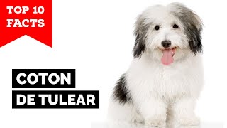 Coton de Tulear  Top 10 Facts [upl. by Bezanson]