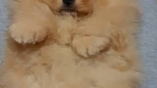 Cuccioli Volpino Pomerania Toy maschi femmine in vendita video 5 [upl. by Nomzaj792]