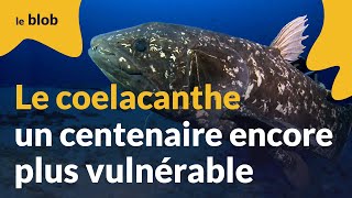 Le coelacanthe un centenaire encore plus vulnérable  Reportage [upl. by Auoy]