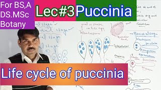 Life cycle of puccinia [upl. by Acimaj]