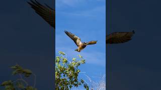 Swainsons Hawk landing on a Tree Top Wincent ZvSkO bird nature wildlife [upl. by Lock]