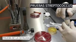 IDENTIFICACIÓN DE STREPTOCOCCUS Y ENTEROCOCCUS vol [upl. by Lucinda320]