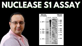 S1 Nuclease Assay  Transcriptome Analysis [upl. by Gardel]