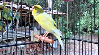 The Most Powerfull Spanish Timbrado Canary Singing [upl. by Alica]