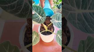 Repotting Alocasia Plant shorts plants garden gardening indoorplants [upl. by Petronilla]