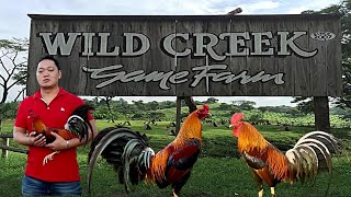 Lets Visit The Farm Of Wildcreek Gamefarm [upl. by Ennej]