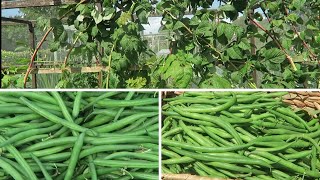 Pruning Primocane Raspberries and tying in new canes Harvesting French beans [upl. by Erreipnaej338]