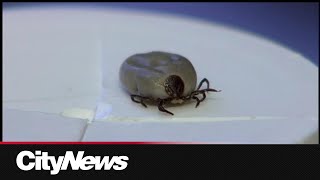 Lyme disease cases on the rise in Quebec [upl. by Jeffrey]