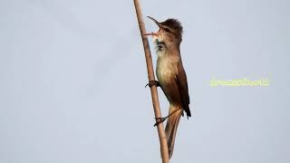 Clamorous Reed Warbler Calls [upl. by Daisi]