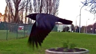 Carrion Crow Arial Parkour Parkair  Ravens Escort Driver [upl. by Nesilla]