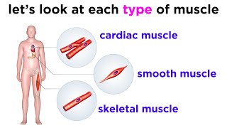 Types of Tissue Part 3 Muscle Tissue [upl. by Giamo]