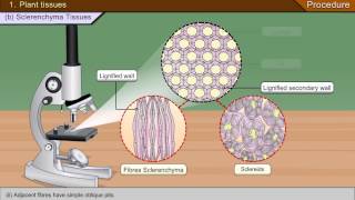 To identify parenchyma and sclerenchyma tissues in plants [upl. by Kaitlin572]