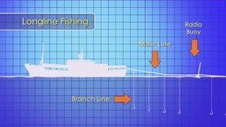 Basic Kapal Longline  Longline Fishing Procedures [upl. by Eruot269]