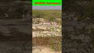 Wildlife Sanctuary ki Hiran ki ek projati shortsfeed [upl. by Brunn]