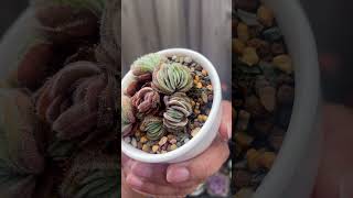 Crassula tomentosa var glabrifolia crassula succulents succulent plants succulentvarieties [upl. by Ryann]