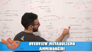 Overview metabolismo amminoacidi [upl. by Dor]