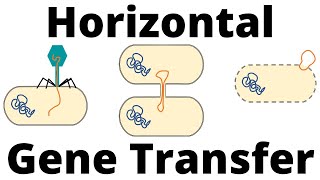 Transformation Transduction and Conjugation Horizontal Gene Transfer in Bacteria [upl. by Menashem]