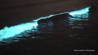 Red Tide Bioluminescence Scripps Pier April 24 2020 [upl. by Nilekcaj]